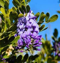 Mescal blume samen for anpflanzung easy to grow heirloom & gmo free samen for home garten 
 
 sale for anpflanzung in home garten