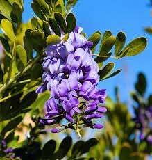 Mescal blume samen for anpflanzung easy to grow heirloom & gmo free samen for home garten 
 
 sale for anpflanzung in home garten