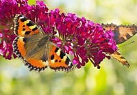 Rosa buddleia davidii blume samen for anpflanzung - colorful display, heirloom & gmo free samen for home garten
 
 sale samen for anpflanzung in home garten