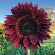 Sunflower blume samen for anpflanzung vibrant colors heirloom & gmo free samen for home garten 
 
 sale for anpflanzung in home garten