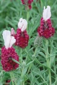 Rot Lavendel Blumensamen zur Aussaat – leuchtend Blüten – Traditionssorte & ohne Gentechnik Samen Hausgarten