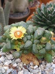 Succulent blume samen for anpflanzung sun loving heirloom & gmo free samen for home garten 
 
 sale for anpflanzung in home garten