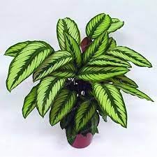 Futaba (futaba calathea) samen for anpflanzung in home garten
