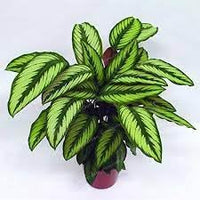 Futaba (futaba calathea) samen for anpflanzung in home garten