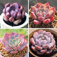 Echeveria flowering blume samen for anpflanzung - vibrant colors, heirloom & gmo free samen for home garten
 
 sale samen for home garten
