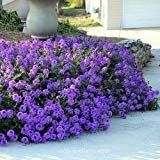 Lila verbena tenuisecta blume samen for anpflanzung - drought tolerant, heirloom & gmo free samen for home garten
 
 sale for anpflanzung in home garten