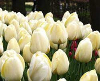 hell Grey Tulpe Blumensamen zur Aussaat robust Sorte Traditionssorte & ohne Gentechnik Samen Hausgarten