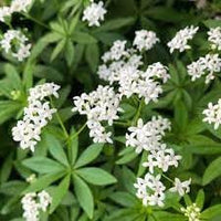 Asperula blume samen for anpflanzung cottage garten essential heirloom & gmo free samen for home garten 
 
 sale samen for home garten anpflanzung