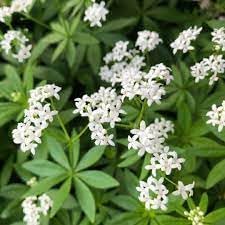Asperula blume samen for anpflanzung cottage garten essential heirloom & gmo free samen for home garten 
 
 sale samen for home garten anpflanzung