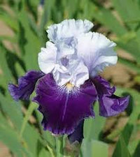 Iris blume samen for anpflanzung - premium quality, heirloom & gmo free samen for home garten
 
 sale samen for home garten