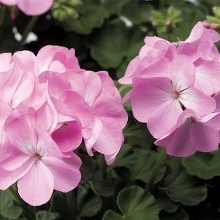 Light rosa geraniums blume samen for anpflanzung - pollinator friendly, heirloom & gmo free samen for home garten
 
 sale for anpflanzung in home garten.