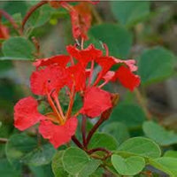 Bauhinia Galpinii Samen zur Aussaat Blume Beet