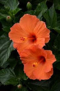 Orange Hibiskus Hibiskus rosa-sinensis Samen zur Aussaat Blume Beet