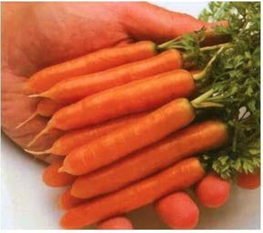Premium Little Finger Carrot Samen zum Pflanzen  Ideal for Small Gardens