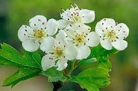 Monogyna blume samen for anpflanzung - cottage garten essential, heirloom & gmo free samen for home garten
 
 sale samen for anpflanzung in home garten