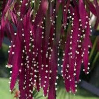 Rot mistletoe cactus rhipsalis samen – heirloom non-gmo succulent for home garten anpflanzung
 
 sale samen for home garten