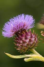 Cynara blume samen for anpflanzung - hardy variety, heirloom & gmo free samen for home garten
 
 sale for anpflanzung in home garten.