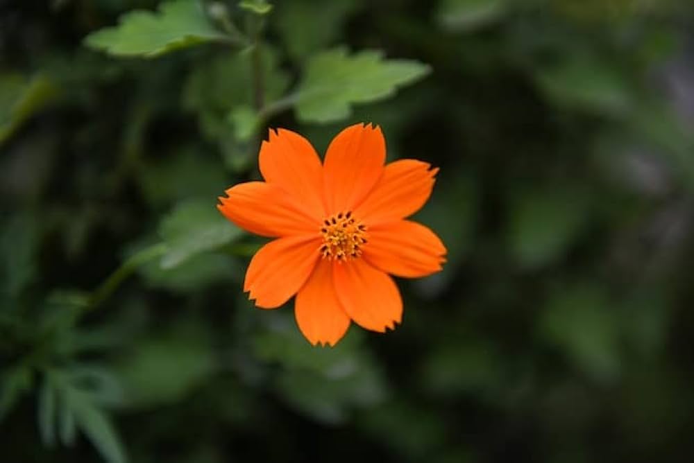 Cosmos Cosmic Orange Blumensamen leuchtend Orange Blüten the Garten