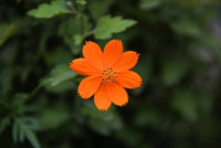 Cosmos Cosmic Orange Blumensamen leuchtend Orange Blüten the Garten