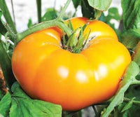 Gelb Brandywine Tomate Samen Solanum lycopersicum zum Pflanzen in Gemüse Patch and Backyard Garden