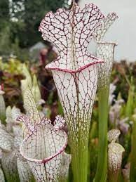 Carnivorous blume samen for anpflanzung - garten favorite, heirloom & gmo free samen for home garten
 
 sale samen for anpflanzung in home garten