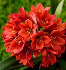 Miniata blume samen for anpflanzung - pollinator friendly, heirloom & gmo free samen for home garten
 
 sale for anpflanzung in home garten.