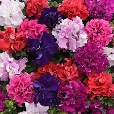 Cascade blume samen for anpflanzung compact growth heirloom & gmo free samen for home garten 
 
 sale samen for home garten anpflanzung