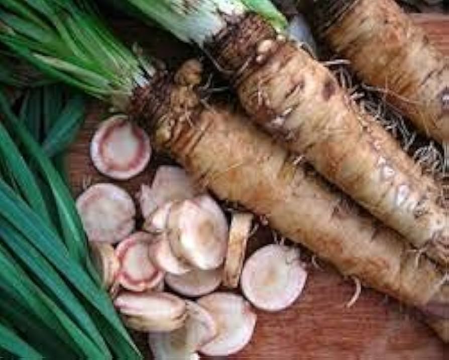 Russian Horseradish Gemüsesamen for für den Hausgarten