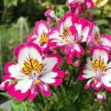 Schizanthus blume samen for anpflanzung cut blume favorite heirloom & gmo free samen for home garten 
 
 sale for anpflanzung in home garten