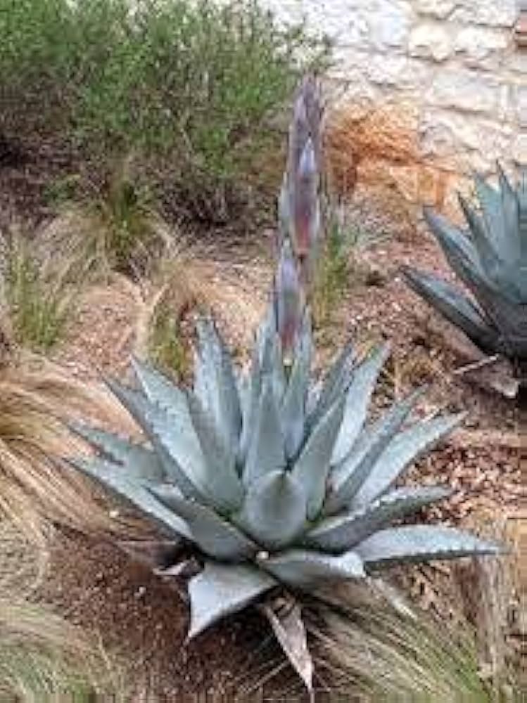 Agave Havardiana Succulent Blumensamen zur Aussaat – duftend Blüten – Traditionssorte & ohne Gentechnik Samen Hausgarten