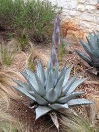 Agave Havardiana Succulent Blumensamen zur Aussaat – duftend Blüten – Traditionssorte & ohne Gentechnik Samen Hausgarten