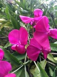 Everlasting pea blume samen for anpflanzung - garten favorite, heirloom & gmo free samen for home garten
 
 sale samen for anpflanzung in home garten