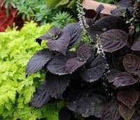 Schwarz (schwarz coleus) samen for anpflanzung in home garten