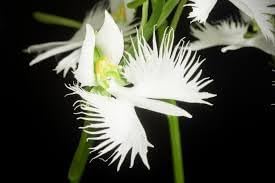 Egret orchid blume samen for anpflanzung pollinator friendly heirloom & gmo free samen for home garten 
 
 sale for anpflanzung in home garten