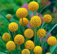 Globosa blume samen for anpflanzung vibrant colors heirloom & gmo free samen for home garten 
 
 sale for anpflanzung in home garten