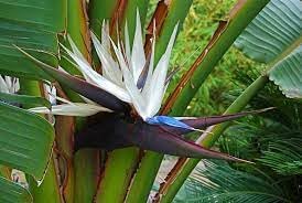 Strelitzia blume samen for anpflanzung colorful display heirloom & gmo free samen for home garten
sale for anpflanzung in home garten