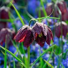 Fritillaria blume samen for anpflanzung - easy to grow, heirloom & gmo free samen for home garten
 
 sale samen for home garten