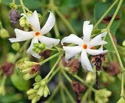 Coral jasmine blume samen for anpflanzung - long bloom season, heirloom & gmo free samen for home garten
 
 sale samen for home garten