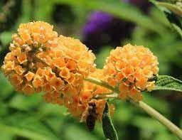 Buddleia weyeriana blume samen for anpflanzung - premium quality, heirloom & gmo free samen for home garten
 
 sale samen for home garten