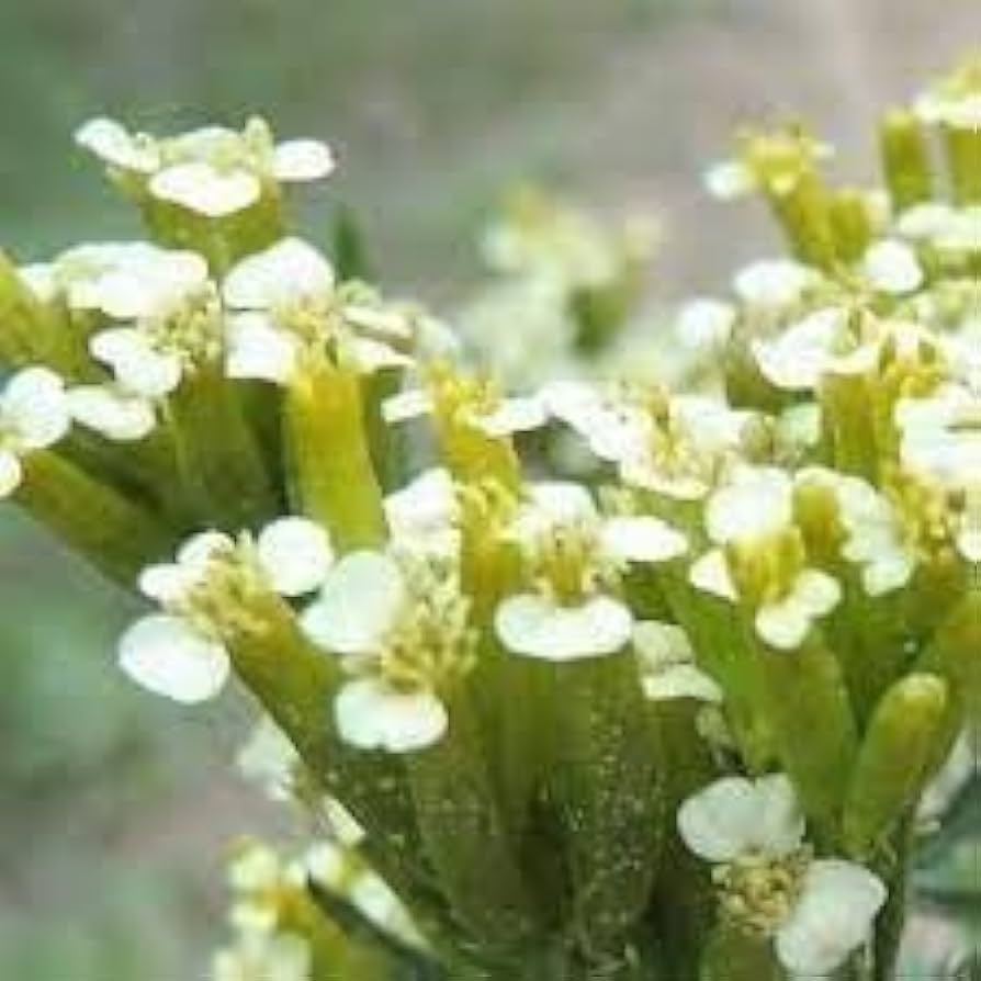 Huacatay blume samen for anpflanzung - compact growth, heirloom & gmo free samen for home garten
 
 sale samen for home garten
