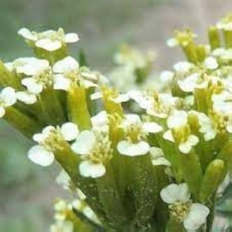 Huacatay blume samen for anpflanzung - compact growth, heirloom & gmo free samen for home garten
 
 sale samen for home garten