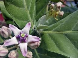 Calotropis blume samen for anpflanzung - drought tolerant, heirloom & gmo free samen for home garten
 
 sale for anpflanzung in home garten