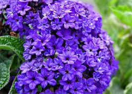 Heliotrope blume samen for anpflanzung - garten favorite, heirloom & gmo free samen for home garten
 
 sale samen for home garten