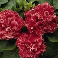 Double pelleted petunia blume samen for anpflanzung cottage garten essential heirloom & gmo free samen for home garten 
 
 sale for anpflanzung in home garten