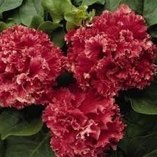 Double pelleted petunia blume samen for anpflanzung cottage garten essential heirloom & gmo free samen for home garten 
 
 sale for anpflanzung in home garten
