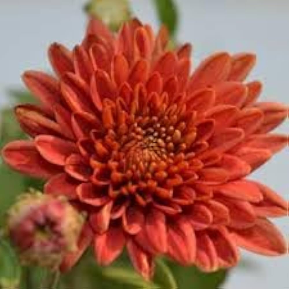 Chrysantheme Morifolium Rot Samen zur Aussaat Blume Beet Balcony Garten