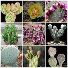 Samen kakteen blume samen for anpflanzung sun loving heirloom & gmo free samen for home garten 
 
 sale for anpflanzung in home garten