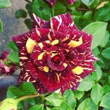 Kastanienrot Gelb Rose Blumensamen zur Aussaat sonnenliebend Traditionssorte & ohne Gentechnik Samen Hausgarten
