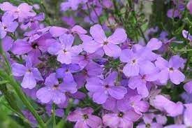 Bicornis blume samen for anpflanzung - colorful display, heirloom & gmo free samen for home garten
 
 sale for anpflanzung in home garten.