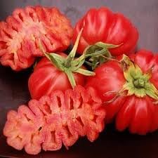 Zapotec tomato gemüse samen aussaat pack